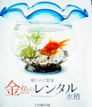 金魚のレンタル水槽もしています”上田観魚園”です！