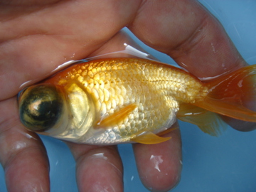 タイムセール アクリル　アート ヘッドホン らんちゅう 縁起物 金魚 ランチュウ 71HNlWPWF0L._UF350,350_QL50_.jpg