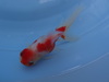 商品Ｎｏ３２３９　桜東