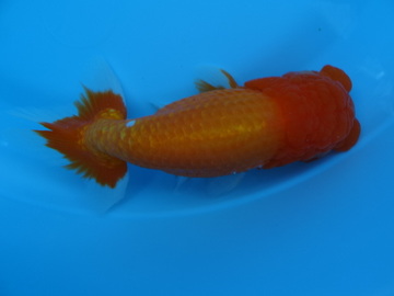 ＮＥＷ　商品Ｎｏ３５１２　静岡らんちゅう