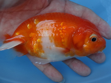 ＮＥＷ　商品Ｎｏ３５１４　フンタン系桜錦