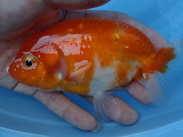 ＮＥＷ　商品Ｎｏ３５１４　フンタン系桜錦