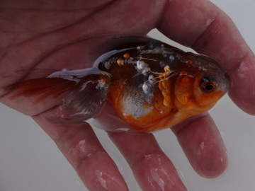 ＮＥＷ　商品Ｎｏ３５３９　五色東錦