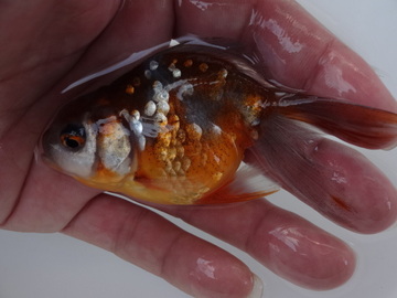 ＮＥＷ　商品Ｎｏ３５３９　五色東錦