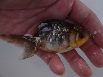 ＮＥＷ　商品Ｎｏ３５４０　五色東錦