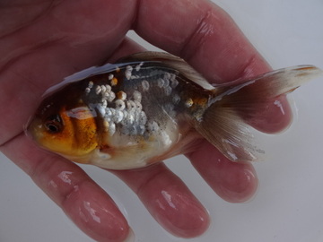 ＮＥＷ　商品Ｎｏ３５４０　五色東錦