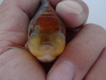 ＮＥＷ　商品Ｎｏ３５４０　五色東錦