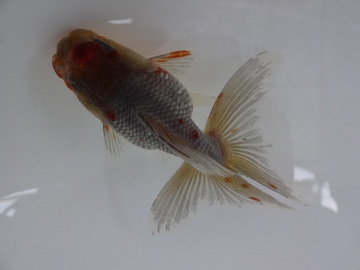 ＮＥＷ　商品Ｎｏ３５４１　五色東錦