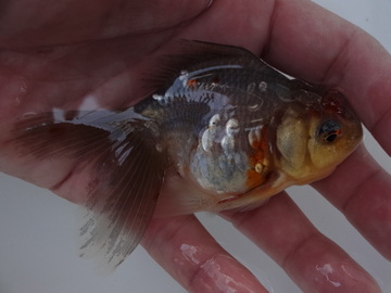 ＮＥＷ　商品Ｎｏ３５４１　五色東錦