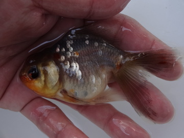 ＮＥＷ　商品Ｎｏ３５４１　五色東錦