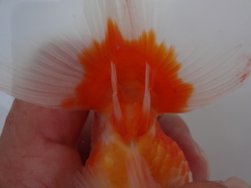 ＮＥＷ　商品Ｎｏ３５１４　フンタン系桜錦