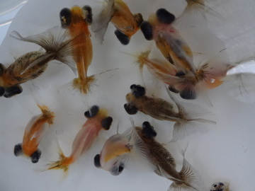 ＮＥＷ　商品Ｎｏ３５４２　出目土佐金