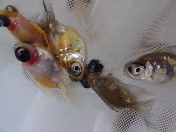 ＮＥＷ　商品Ｎｏ３５４２　出目土佐金