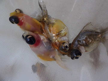 ＮＥＷ　商品Ｎｏ３５４２　出目土佐金