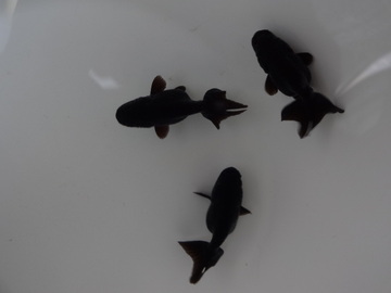 ＮＥＷ　商品Ｎｏ３５４３　黒らんちゅう