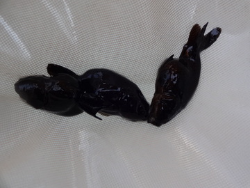 ＮＥＷ　商品Ｎｏ３５４３　黒らんちゅう