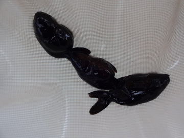 ＮＥＷ　商品Ｎｏ３５４３　黒らんちゅう