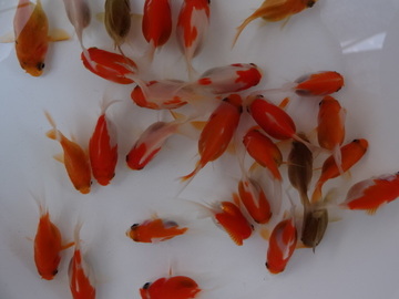 ＮＥＷ　商品Ｎｏ３５４４　越後金鱗玉さば