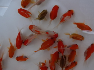 ＮＥＷ　商品Ｎｏ３５４４　越後金鱗玉さば