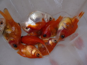 ＮＥＷ　商品Ｎｏ３５４４　越後金鱗玉さば