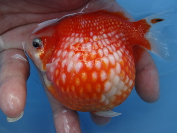 ＮＥＷ　商品Ｎｏ３５４５　ピンポンパール