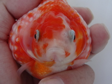 ＮＥＷ　商品Ｎｏ３５４５　ピンポンパール