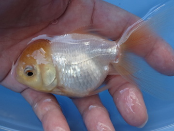 ＮＥＷ　商品Ｎｏ３５４６　ホワイトオランダ