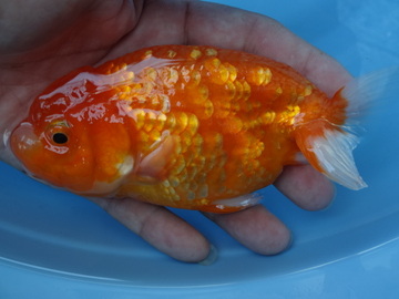 ＮＥＷ　商品Ｎｏ３５１５　フンタン系桜錦