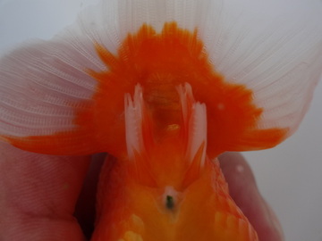 ＮＥＷ　商品Ｎｏ３５１５　フンタン系桜錦