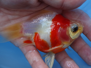 ＮＥＷ　商品Ｎｏ３５１６　越後玉さば