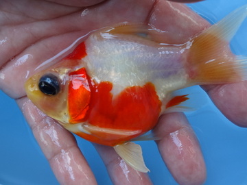 ＮＥＷ　商品Ｎｏ３５１６　越後玉さば