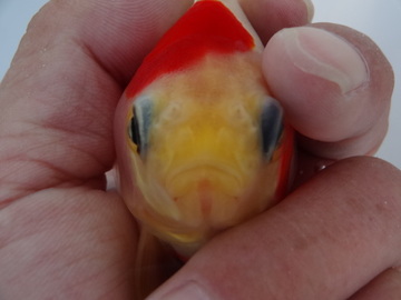 ＮＥＷ　商品Ｎｏ３５１６　越後玉さば