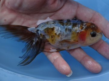 ＮＥＷ　商品Ｎｏ３５１７　京錦