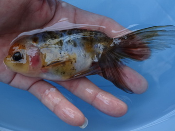 ＮＥＷ　商品Ｎｏ３５１７　京錦