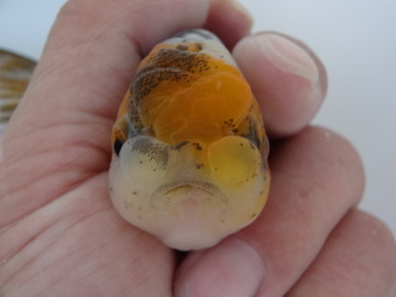 ＮＥＷ　商品Ｎｏ３５１７　京錦