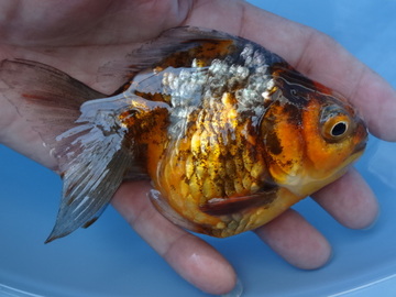 ＮＥＷ　商品Ｎｏ３５１８　銀鱗変わり柄琉金（ＳＴ）