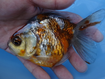 ＮＥＷ　商品Ｎｏ３５１８　銀鱗変わり柄琉金（ＳＴ）