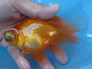 ＮＥＷ　商品Ｎｏ３５１９　蝶尾（上物）