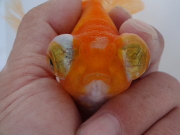 ＮＥＷ　商品Ｎｏ３５１９　蝶尾（上物）