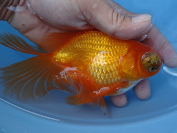 ＮＥＷ　商品Ｎｏ３５２０　蝶尾（上物）