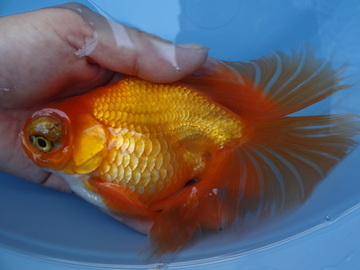 ＮＥＷ　商品Ｎｏ３５２０　蝶尾（上物）