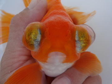 ＮＥＷ　商品Ｎｏ３５２０　蝶尾（上物）