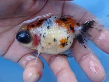 ＮＥＷ　商品Ｎｏ３５２１　三色竜（キャリコ出目高頭パール）