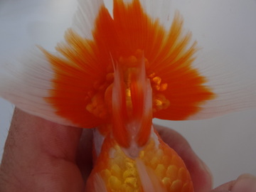 ＮＥＷ　商品Ｎｏ３５１２　静岡らんちゅう