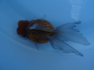 ＮＥＷ　商品Ｎｏ３５２２　五花竜（上物）