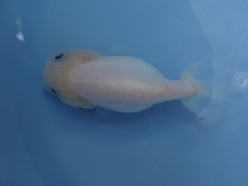 ＮＥＷ　商品Ｎｏ３５２３　ミルクらんちゅう