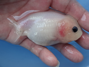 ＮＥＷ　商品Ｎｏ３５２３　ミルクらんちゅう