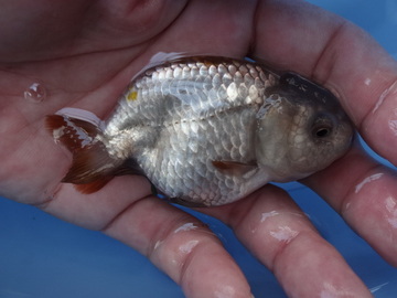 ＮＥＷ　商品Ｎｏ３５２４　瑪瑙らんちゅう