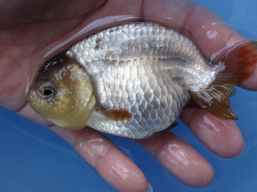 ＮＥＷ　商品Ｎｏ３５２５　瑪瑙らんちゅう