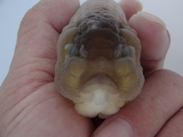 ＮＥＷ　商品Ｎｏ３５２５　瑪瑙らんちゅう